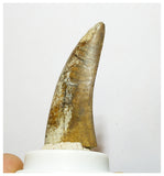 H3 - Rare Eocarcharia dinops Carcharodontosaurid Dinosaur Tooth - Elrhaz Fm