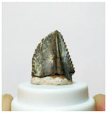 H28 -Exceedingly Rare Unidentified Basal Iguanodontian Dinosaur Tooth - Cretaceous Elrhaz Fm