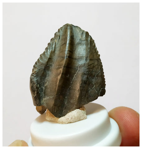 H27 -Exceedingly Rare Unidentified Basal Iguanodontian Dinosaur Tooth - Cretaceous Elrhaz Fm