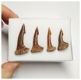 T181 - Set of 4 Nicely Preserved Onchopristis numidus Rostral Teeth Upper Cretaceous KemKem