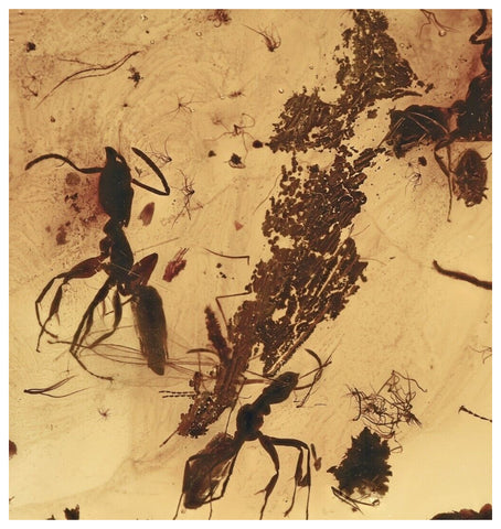 J51 - 4 ANTS + GALL MIDGE & FLOWER STAMEN Fossil Genuine BALTIC AMBER + HQ Picture