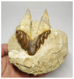 T108 - Nice 3.34 Inch Basilosaurus (Whale Ancestor) Molar Rooted Tooth in Matrix