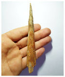 G82 - Exceedingly Rare 5.11 Inch Cretaceous Azhdarchid Pterosaur Dentary Bone