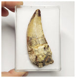 T6- Top Rare Eocarcharia dinops Dinosaur Tooth - Cretaceous Elrhaz Fm Tenere Desert