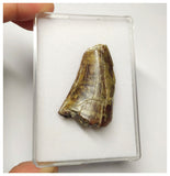 T8 - Top Rare Eocarcharia dinops Dinosaur Tooth - Cretaceous Elrhaz Fm