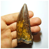 G92 - Gem Grade 3.18 Inch Carcharodontosaurus Dinosaur Tooth - Cretaceous KemKem