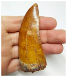 T51 - Gem Grade 3.14 Inch Carcharodontosaurus Dinosaur Tooth - Cretaceous KemKem