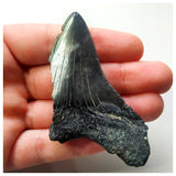 14004 - Nicely Serrated Black 2.75 Inch Carcharocles Megalodon Shark Tooth
