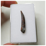 S57 - Top Rare Ornithocheirid Pterosaur Tooth - Lower Cretaceous - Elrhaz Fm