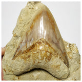 T117 - Finest Quality Serrated 4.44'' Megalodon Tooth in Matrix Indonesia Location