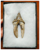 J34 - Finest Grade Huge 12,1cm Basilosaurus (Whale Ancestor) Molar Rooted Tooth