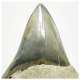 T124 - Finest Quality Serrated 4.80'' Megalodon Tooth in Matrix Indonesia Location