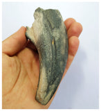 G76 - Museum Grade Suchomimus tenerensis Dinosaur Foot Claw Lower Cretaceous Elrhaz Fm