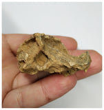 J60- Exceedingly Rare Undescribed Cretaceous Turtle Almost Complete Skull KemKem
