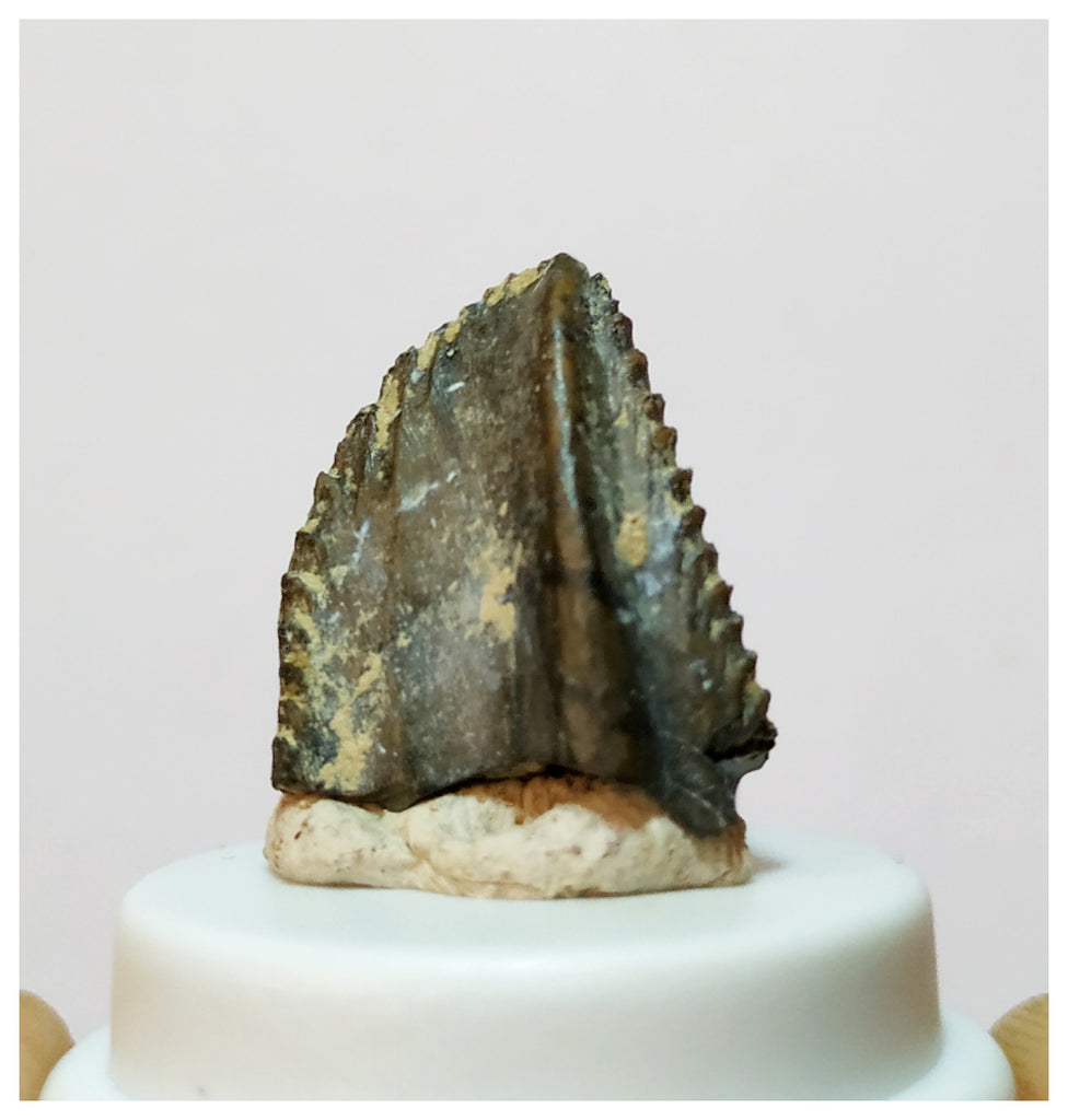 H28 -Exceedingly Rare Unidentified Basal Iguanodontian Dinosaur Tooth - Cretaceous Elrhaz Fm