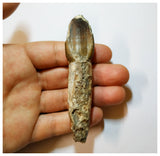 H18 - Fully Rooted 3.54'' Jobaria Sauropod Dinosaur Tooth Jurassic Tiouraren Fm
