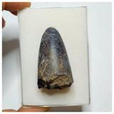 JS27 - Huge Sarcosuchus imperator Crocodile Tooth Lower Cretaceous Elrhaz Fm