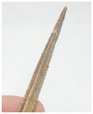 T71 - Exceedingly Rare 5.70 Inch Alanqa saharica Cretaceous Azhdarchid Pterosaur Dentary Bone