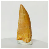 Z28 - Finest Grade 1.14 Inch Abelisaurid Dinosaur Tooth Upper Cretaceous KemKem
