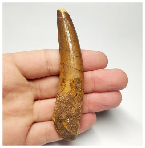 T100 - Large 3.74 Inch Spinosaurus Dinosaur Tooth Upper Cretaceous KemKem Beds