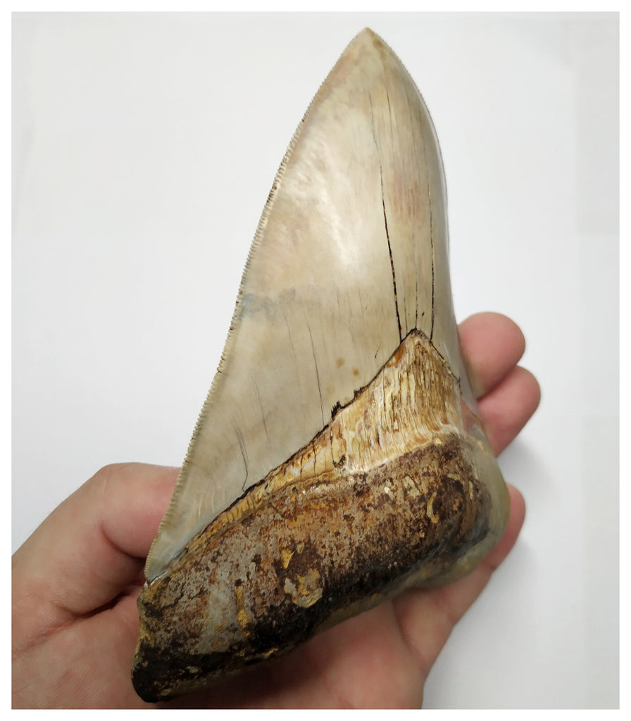 T129 - Insane Huge Serrated 5.51'' Megalodon Tooth from Rare Indonesia ...