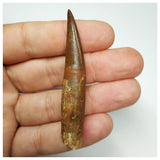 J28 - Fully Rooted 2.51'' Red Spinosaurus Dinosaur Tooth Cretaceous KemKem Beds