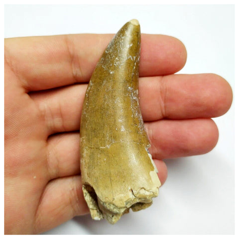 S20 - Eocarcharia dinops Dinosaur Tooth - Cretaceous Elrhaz Fm Tenere Desert