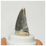 S21 - Rare Afrovenator abakensis Megalosaurid Dinosaur Tooth Jurassic Tiouraren Fm