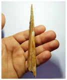 G82 - Exceedingly Rare 5.11 Inch Cretaceous Azhdarchid Pterosaur Dentary Bone