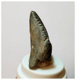 H27 -Exceedingly Rare Unidentified Basal Iguanodontian Dinosaur Tooth - Cretaceous Elrhaz Fm