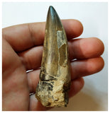 H45 - Huge Sarcosuchus imperator Crocodile Tooth Lower Cretaceous Elrhaz Fm