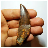 G94 - Gem Grade Rooted Carcharodontosaurus Dinosaur Tooth - Cretaceous KemKem