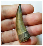 H38 - Rare Suchomimus tenerensis Dinosaur Tooth Lower Cretaceous Elrhaz Fm