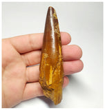 T93- Impressive Huge 4.01 Inch Spinosaurus Dinosaur Tooth Cretaceous KemKem Beds