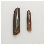 T173 - Set of 2 Rebbachisaurus garasbae Diplodocoid Sauropod Dinosaur Teeth