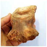 G77- Museum Grade 3.93'' Rare Rebbachisaurid Sauropod Dinosaur Phalanx Toe Bone