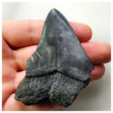 14005 - Nicely Serrated Black 2.59 Inch Carcharocles Megalodon Shark Tooth