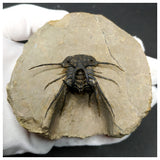 11024 -  Great 2.28 Inch Dicranurus monstrosus Lower Devonian Trilobite