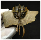 11025 - Great Trident 2.55 Inch Walliserops trifurcatus Middle Devonian Trilobite