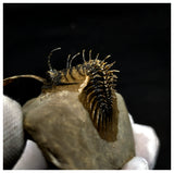 11025 - Great Trident 2.55 Inch Walliserops trifurcatus Middle Devonian Trilobite