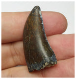 T3- Nicely Serrated Eocarcharia dinops Dinosaur Tooth - Cretaceous Elrhaz Fm Tenere Desert