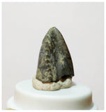 H28 -Exceedingly Rare Unidentified Basal Iguanodontian Dinosaur Tooth - Cretaceous Elrhaz Fm