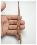 T71 - Exceedingly Rare 5.70 Inch Alanqa saharica Cretaceous Azhdarchid Pterosaur Dentary Bone