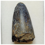 JS27 - Huge Sarcosuchus imperator Crocodile Tooth Lower Cretaceous Elrhaz Fm