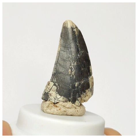 S21 - Rare Afrovenator abakensis Megalosaurid Dinosaur Tooth Jurassic Tiouraren Fm