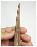 J58 - Museum Grade 5.94'' Cretaceous Azhdarchid Pterosaur Dentary Bone KemKem