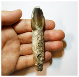 H18 - Fully Rooted 3.54'' Jobaria Sauropod Dinosaur Tooth Jurassic Tiouraren Fm