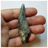 H40 - Rooted Suchomimus tenerensis Dinosaur Tooth Lower Cretaceous Elrhaz Fm