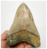 T129 - Insane Huge Serrated 5.51'' Megalodon Tooth from Rare Indonesia Location