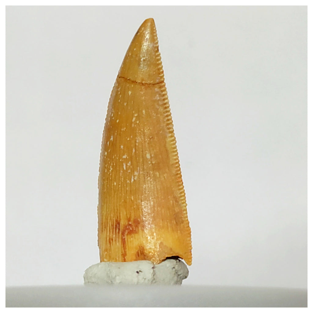 Z28 - Finest Grade 1.14 Inch Abelisaurid Dinosaur Tooth Upper Cretaceous KemKem